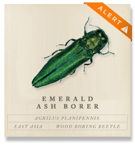 emeraldash_alert emeraldash_alert