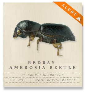 redbay_beetle_alert redbay_beetle_alert