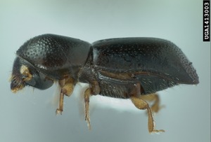 redbay ambrosia beetle redbay ambrosia beetle