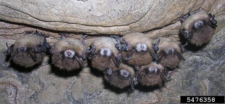 little brown myotis with WNS