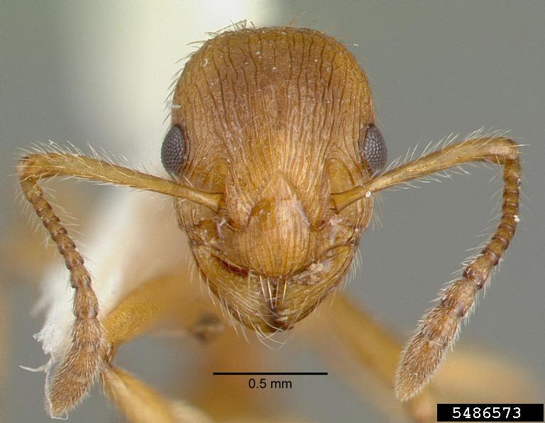 European fire ants (Myrmica rubra)