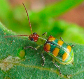 Cucurbit beetle. credit Dirceu N. Gassen. modification of figure from Walsh et al 2020