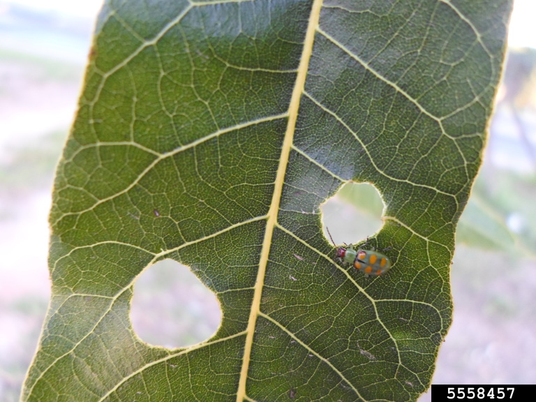 cucurbit beetle. Jonas Janner Hamann