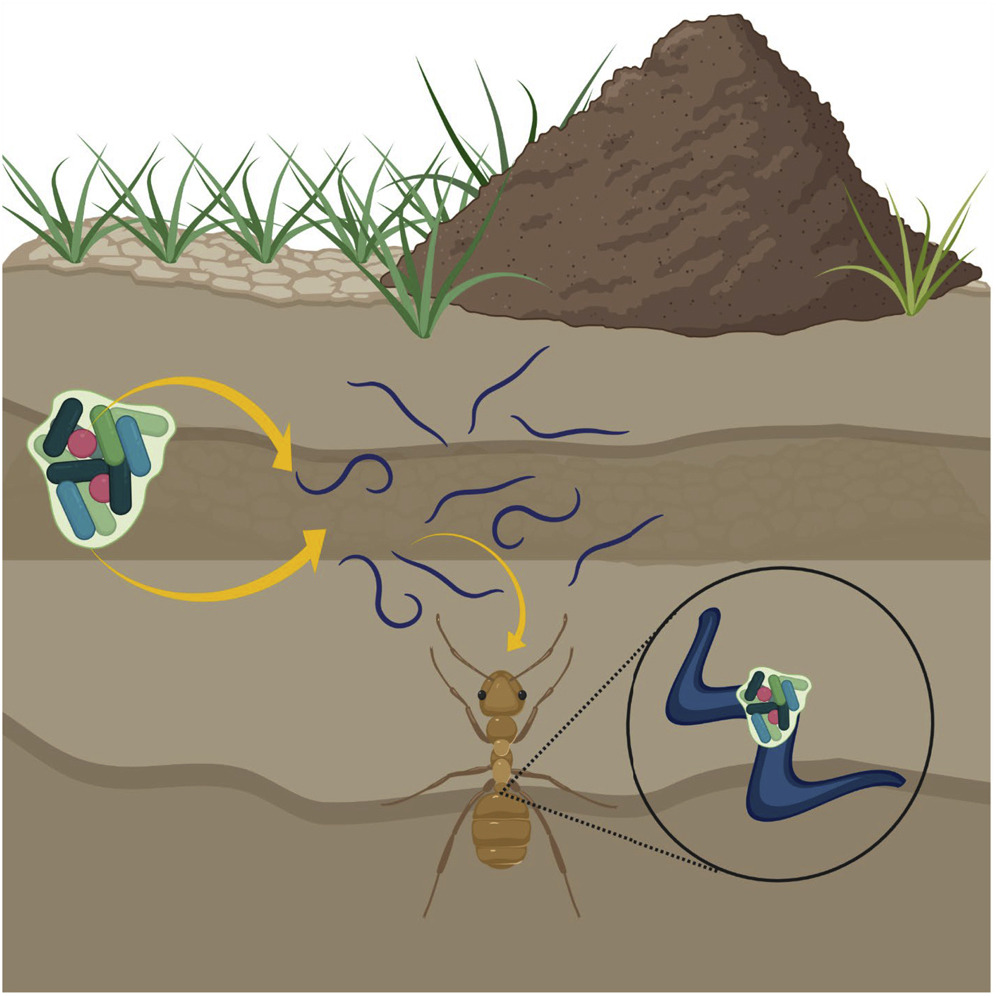 graphic abstract from Ishaq et al 2021