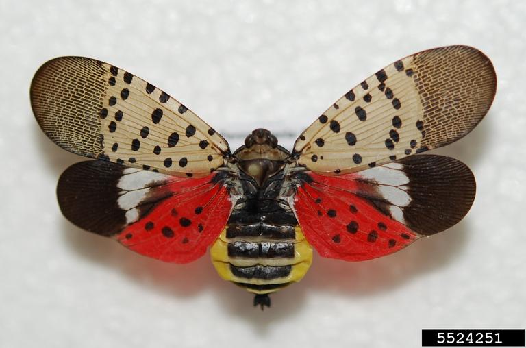 spotted lanternfly (Lycorma delicatula). Lawrence Barringer. Pennsylvania Department of Agriculture