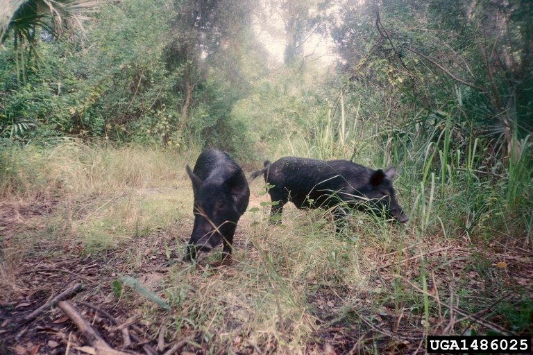 wild hogs. Dan Clark. USDI National Park Service