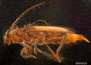 Callidiellum villosulum setae Callidiellum villosulum setae