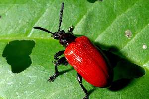 air potato beetle