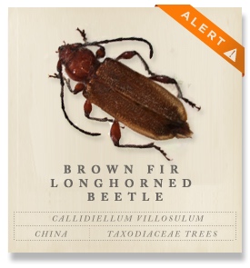 brown fir longhorned beetle brown fir longhorned beetle