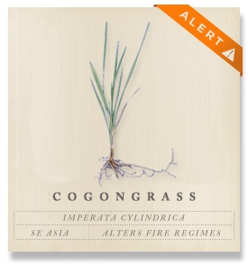 cogongrass cogongrass