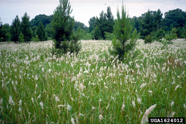 cogongrass cogongrass