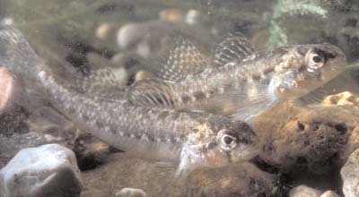 fountain_darter_tpwd