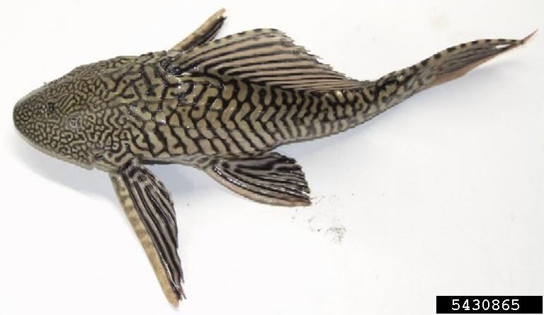 sailfin catfish (Pterygoplichthys sp.). USGS 2