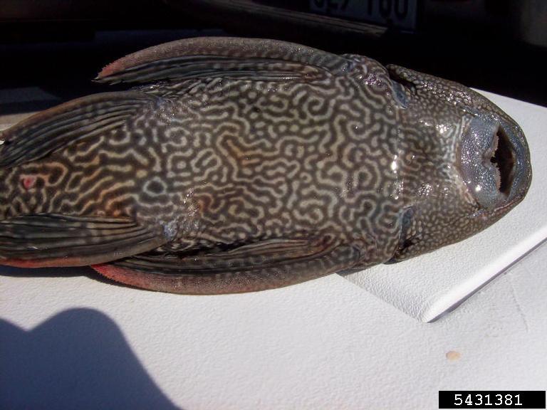 southern sailfin catfish (Pterygoplichthys anisitsi) USGS