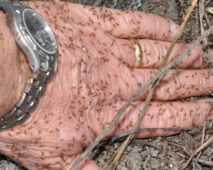 crazy ants swarming on hand