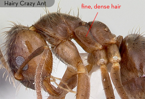 tawny crazy ant labeled
