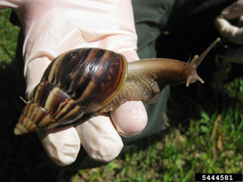 lissachatina_fulica 2