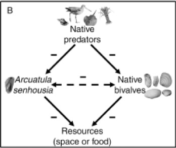 nest mussel impacts