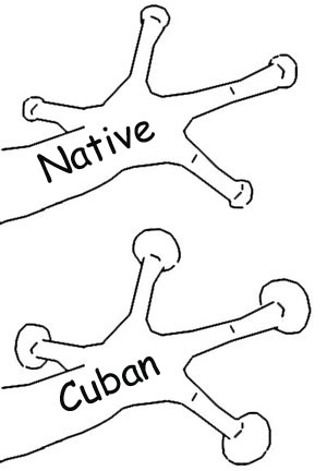 treefrog toepads MEM