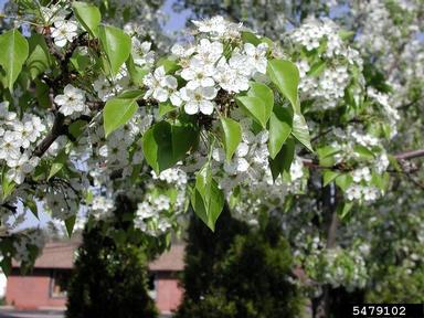 callery pear flowers callery pear flowers
