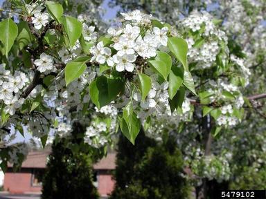 callery pear flowers