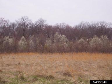 callery pear in field