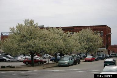 callery pear parking lot