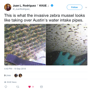 zebra mussels intake valves tweet