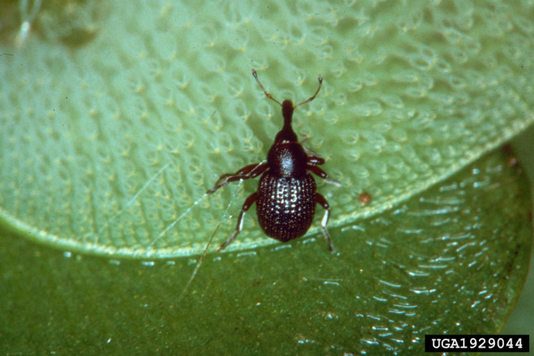 Salvinia weevil. Richard Chan. Commonwealth Scientific and Industrial Research Organization. Bugwood.org