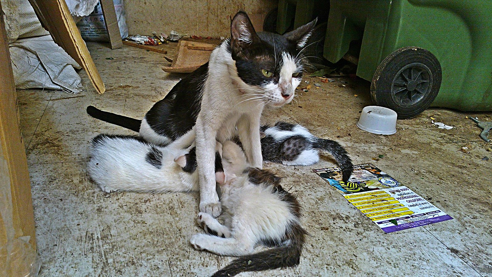 stray feeding kittens. Vikram2784 CC0 1.0