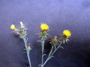 MaltaStar-thistle_flower