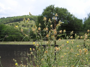 MaltaStar-thistle_plant