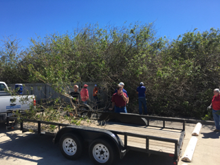 Removing Brazilian peppertrees at Paradise Pond