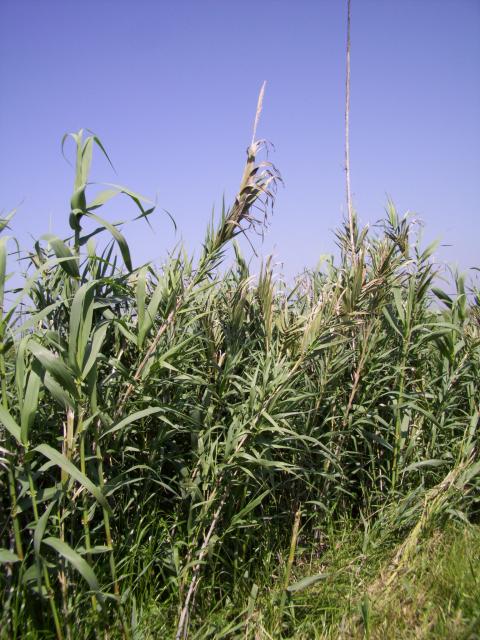 Arundo