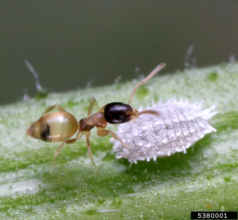 ghost ant tending mealybug. Gary Alpert. Harvard University. Bugwood.org
