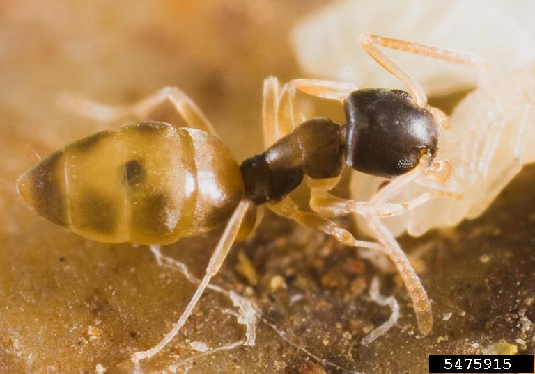 ghost ant. Sarnat. PIAkey. Invasive Ants of the Pacific Islands. USDA APHIS PPQ. Bugwood.org