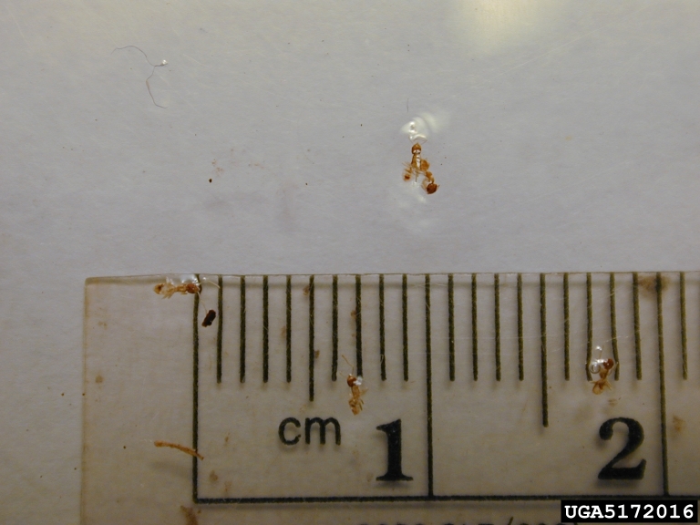 size of ghost ant. Forest and Kim Starr. Starr Environmental. Bugwood.org