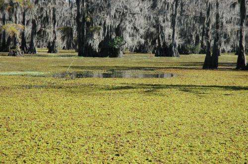 giant Salvinia on Lone Pine Stretch of Caddo Lake giant Salvinia on Lone Pine Stretch of Caddo Lake