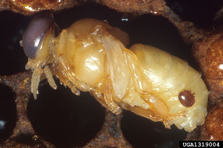 Adult female varroa mite feeding on a developing honey bee. Scott Bauer