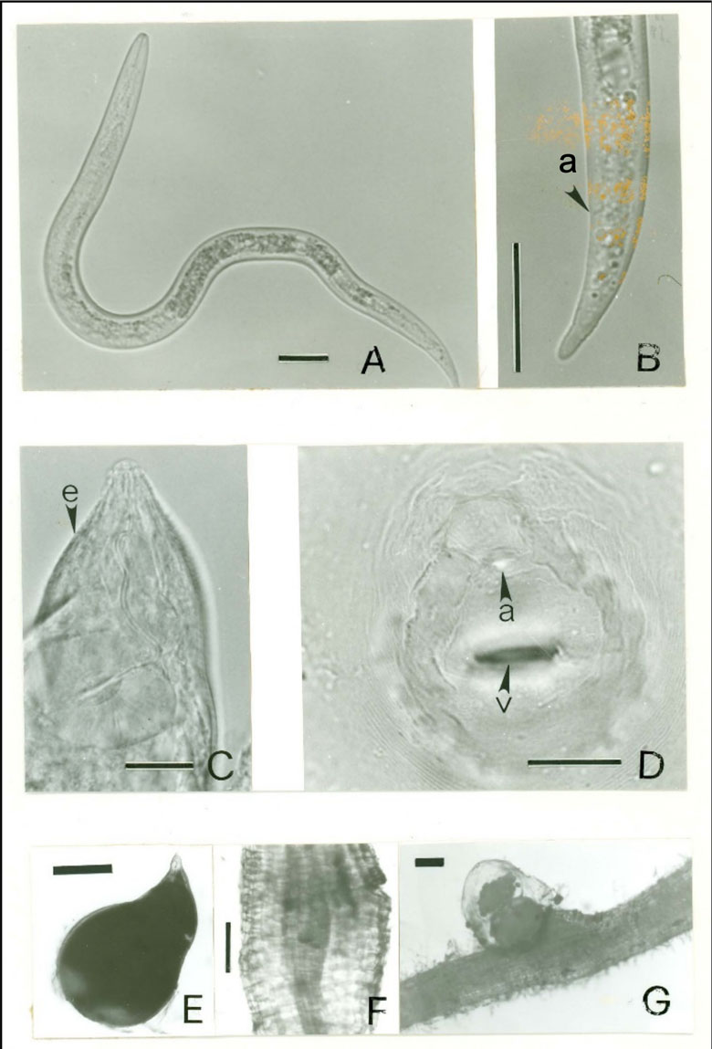 Photomicrograph of M. artiellia life stages