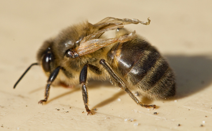 Worker bee with deformed wing virus due to severe varroa mite infestation. Klaas de Gelder