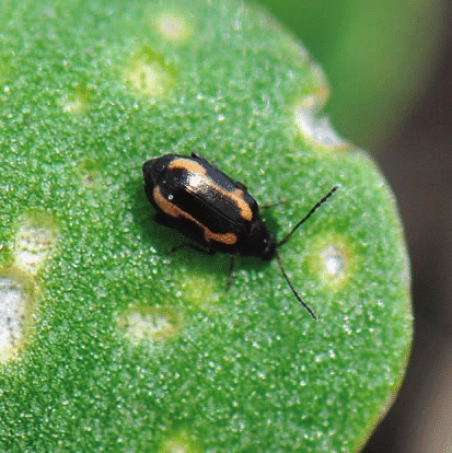 Adult striped flea beetle (Phyllotreta striolata)