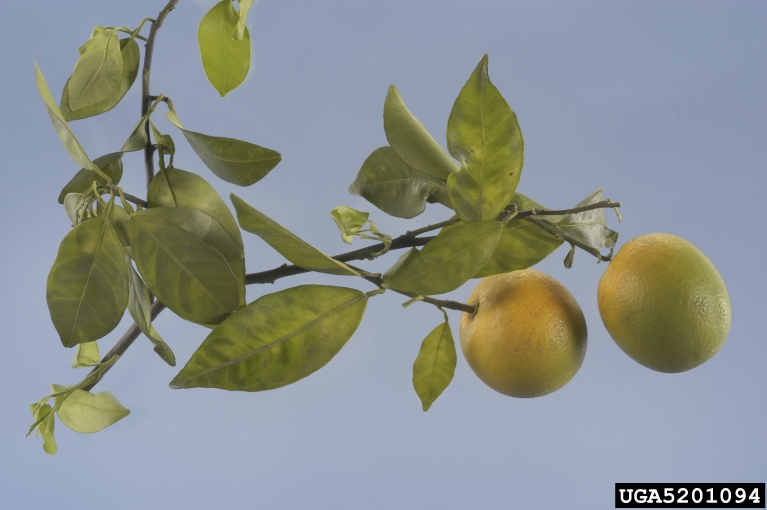 symptoms of citrus greening. Jeffrey W. Lotz. Florida Department of Agriculture and Consumer Services. Bugwood.org