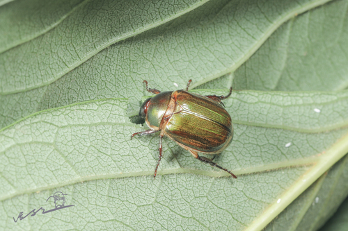 Anomala corpulenta. credit- zhangqianyi CC BY-NC)