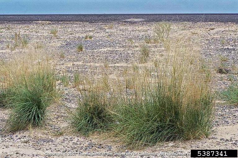 Joseph M. DiTomaso. University of California - Davis. Bugwood.org