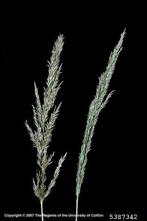 lovegrass flowers. Joseph M. DiTomaso. University of California - Davis.  Bugwood.org