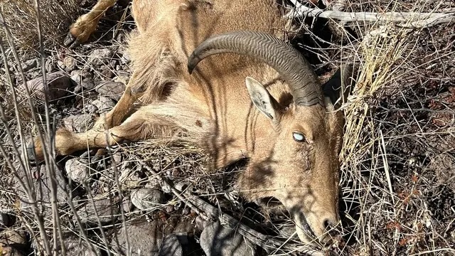 pink eye in sheep copy