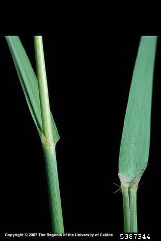 stems. Joseph M. DiTomaso. University of California - Davis. Bugwood.org