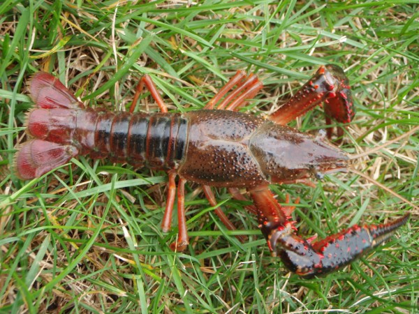 Red Crayfish