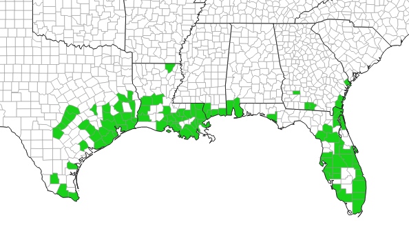 Tawny Crazy Ant map
